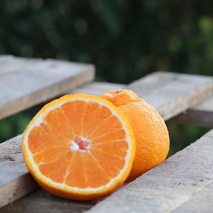 【ふるさと納税】和歌山産 不知火［12玉～24玉］秀品［US63］ | 和歌山 旬の果物 果物 くだもの フルーツ 旬の味覚 食べ物 食品 柑橘 柑橘類 かんきつ類 お取り寄せ 美味しい おいしい ご当地 ギフト 贈り物 プレゼント 贈答品 贈答用