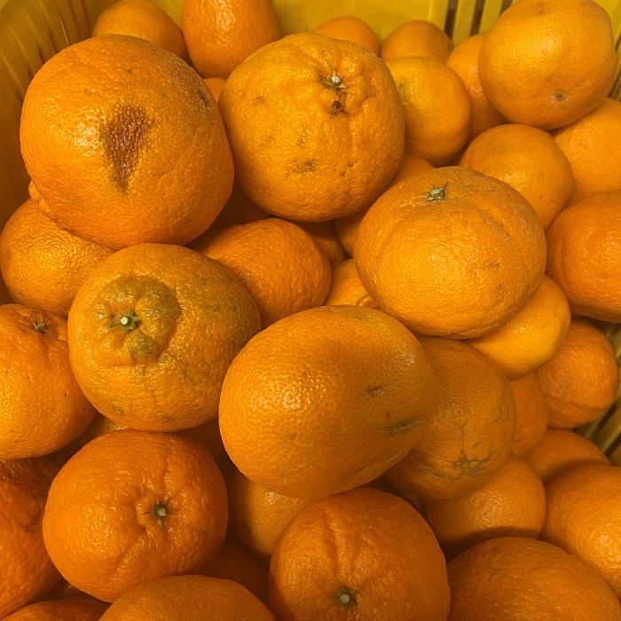 【ふるさと納税】和歌山産 不知火 約3kg ［家庭用］［US64］ | 和歌山県 和歌山 上富田町 楽天ふるさと 納税 旬の果物 果物 くだもの フルーツ 旬の味覚 食べ物 食品 柑橘 柑橘類 かんきつ類 お取り寄せ 美味しい おいしい ご当地 自宅用 おやつ 柑橘系