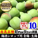 【ふるさと納税】南高梅【緑】10kg ■特大サイズ 梅酒用 フレッシュ青梅(生梅)/紀伊国屋文左衛門本舗