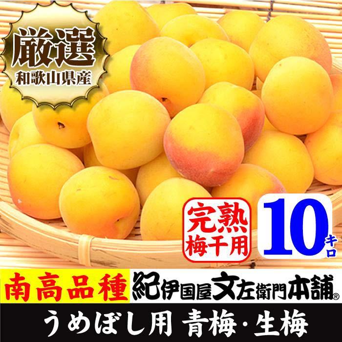 【ふるさと納税】10kg 黄色【完熟】■特大サイズ 南高梅 梅干用フレッシュ青梅（生梅）／紀伊国屋文左衛門本舗