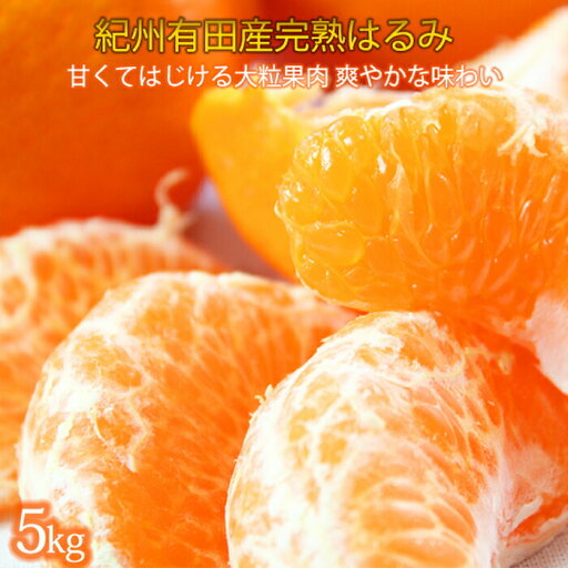 【ふるさと納税】果肉ぷりぷり!完熟はるみ 5kg【2026年2月中旬頃~2026年2月下旬頃に順次発送】【UT22】 | 和歌山 和歌山県 上富田町 返礼品 お取り寄せ ご当地 お土産 みかん ミカン はるみ 特産品 名産品 果物 くだもの フルーツ 柑橘 柑橘類 かんきつ類 【ふるさと納税】果肉ぷりぷり!完熟はるみ 5kg【2026年2月中旬頃~2026年2月下旬頃に順次発送】【UT22】 | 和歌山 和歌山県 上富田町 返礼品 お取り寄せ ご当地 お土産 みかん ミカン はるみ 特産品 名産品 果物 くだもの フルーツ 柑橘 柑橘類 かんきつ類
