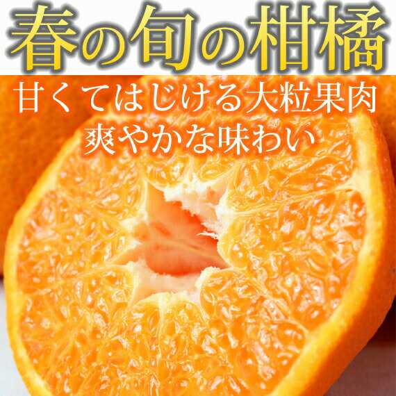 【ふるさと納税】果肉ぷりぷり!完熟はるみ　5kg【2026年2月中旬頃～2026年2月下旬頃に順次発送】【UT22】 | 和歌山 和歌山県 上富田町 返礼品 お取り寄せ ご当地 お土産 みかん ミカン はるみ 特産品 名産品 果物 くだもの フルーツ 柑橘 柑橘類 かんきつ類