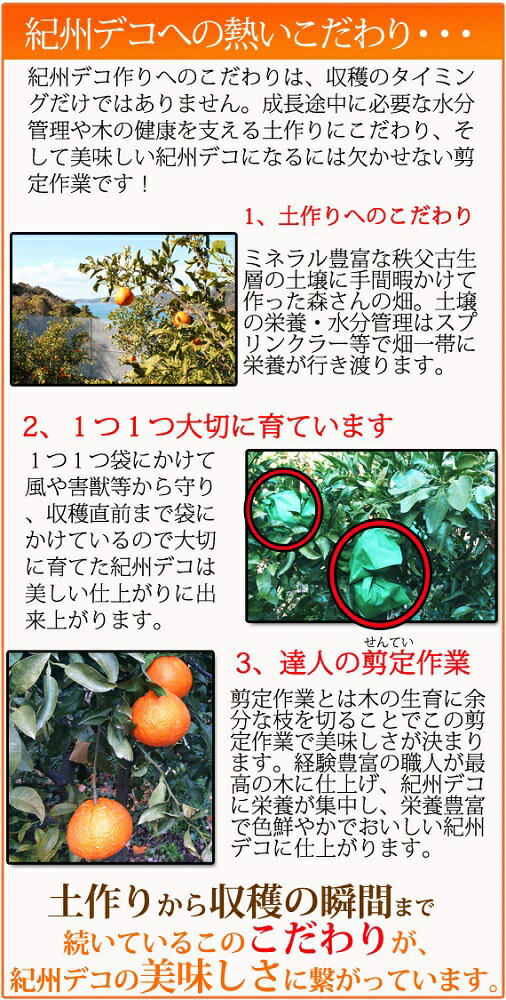 【ふるさと納税】高級ブランド田村の完熟紀州デコ(不知火) | 和歌山 和歌山県 上富田町 返礼品 支援 お取り寄せ ご当地 お土産 みかん ミカン 特産品 名産品 果物 くだもの フルーツ 柑橘 柑橘類 かんきつ類 果実 食品 美味しい おいしい お礼の品 楽天ふるさと 納税 農産物