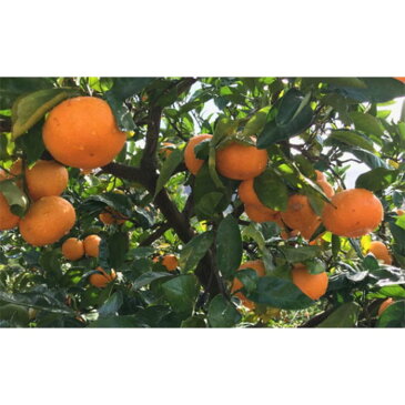 【ふるさと納税】期間限定 濃厚 完熟 有田 みかん ご家庭用 約5.5kg | 和歌山 蜜柑 果物 くだもの フルーツ 先行 予約 数量限定 お取り寄せ ご当地 【2022年12月上旬~12月下旬発送】【北海道・沖縄配送不可】 ミカン 旬の果物 旬のフルーツ 有田みかん 柑橘類 かんきつ類