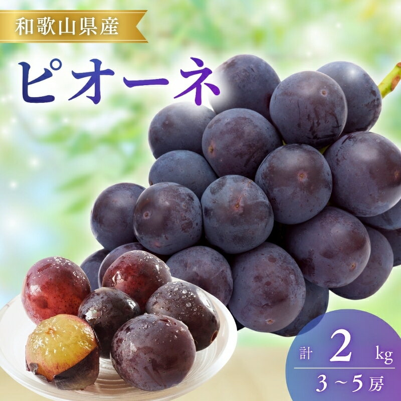 【ふるさと納税】【先行予約】ピオーネ 和歌山県産 2kg / ぶどう 葡萄 ブドウ 産地直送 農家直送 フルーツ 果物