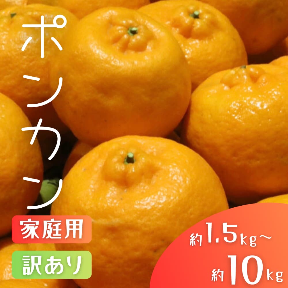 森本農園の手選別 ポンカン 約1.5kg 和歌山県産 サイズ混合 [家庭用] [2026年1月上旬〜2月上旬頃に順次発送]ぽんかん 和歌山 柑橘 フルーツ くだもの 果物