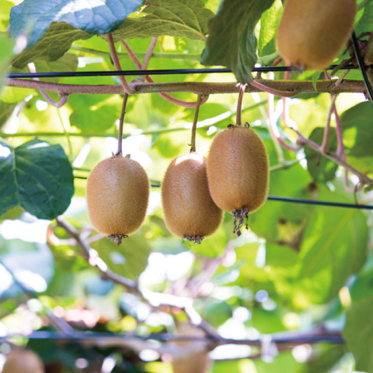 人気和歌山県産　厳選 濃厚キウイフルーツ　秀品　24〜36玉　(約3.6kg)