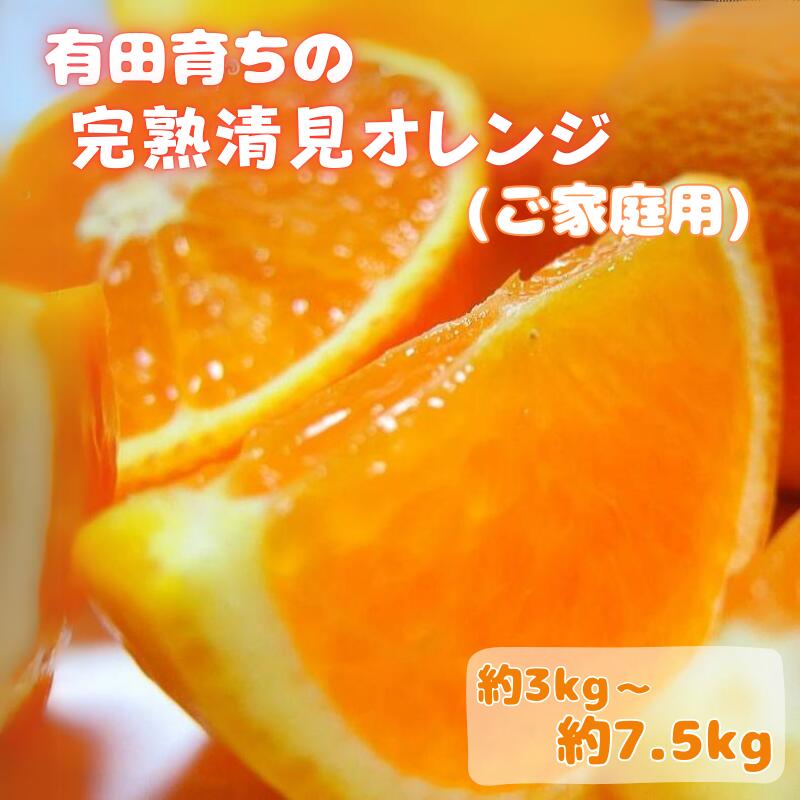【ふるさと納税】【2025年3月上旬〜発送】有田育ちの完熟清見オレンジ(ご家庭用)　【選べる容量】約3kg～約7.5kg※北海道・沖縄・離島配送不可 その1