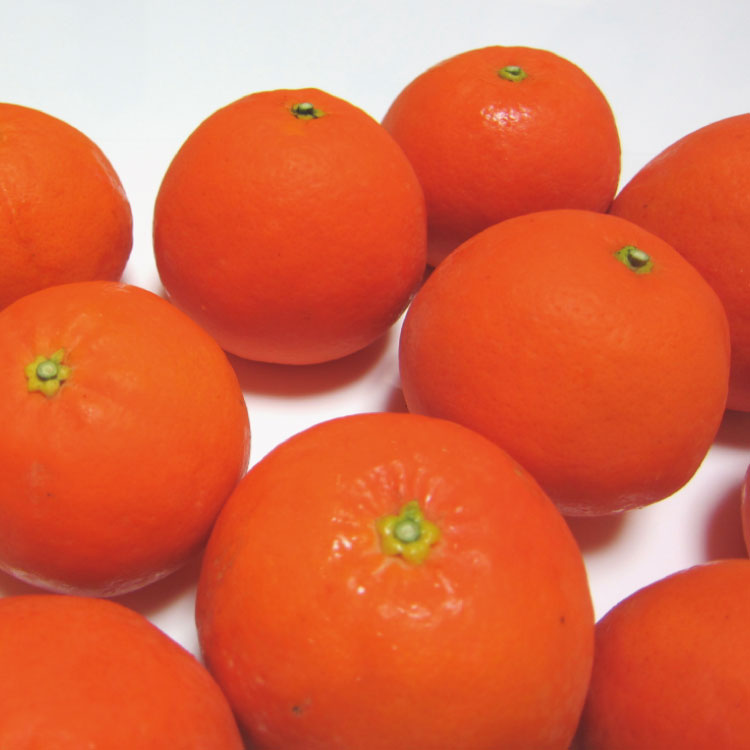 有田育ちの爽快セミノールオレンジ (ご家庭用)