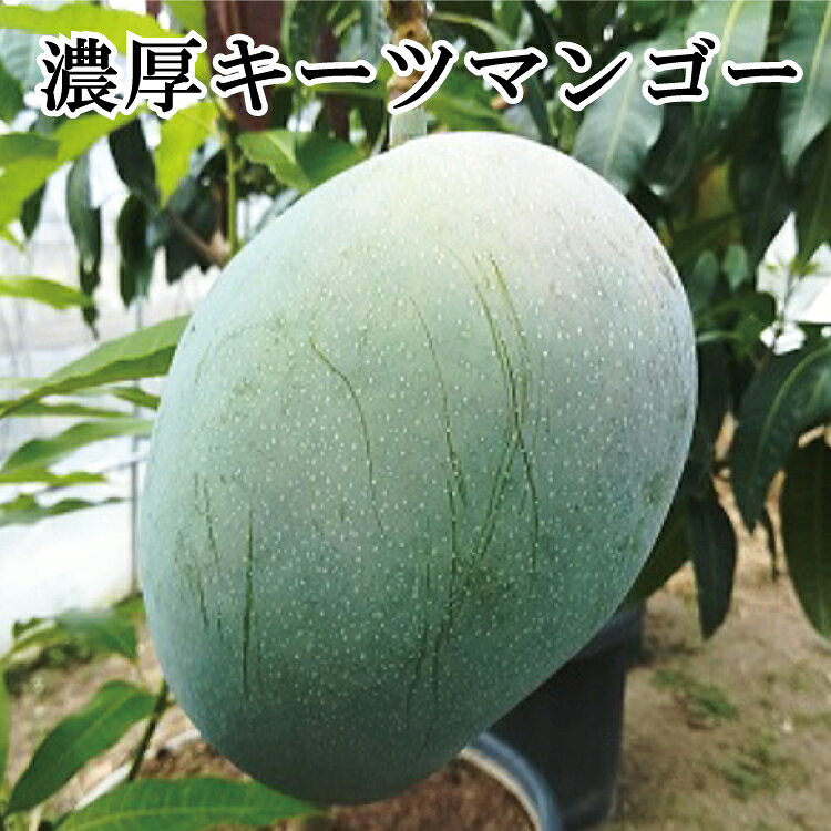 【希少マンゴー】 濃厚キーツマンゴー 【約800g/約1kg】 ※9月下旬〜10月下旬頃発送予定 / マンゴー まんごー果物 果実 和歌山 わかやま フルーツ くだもの ふるーつ 濃厚マンゴー