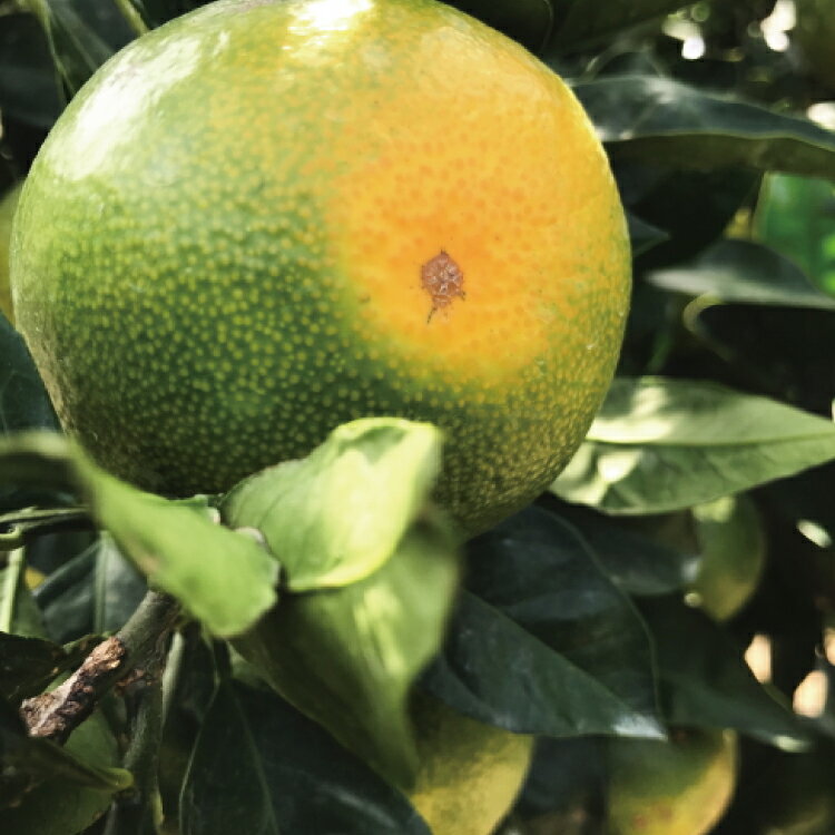 【ふるさと納税】【先行予約】【2023年9月発送】【初秋の美味】【農家直送】有田育ちのご家庭用訳あり濃厚青切り有田みかん　約10kg　※2023年9月中旬～9月下旬頃発送予定