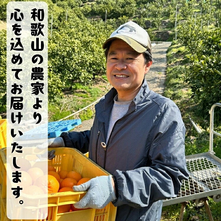 【ふるさと納税】 特選 セミノールオレンジ 1.5kg+200g(補償分)【選べる容量】約1.5kg 約3kg 約5kg 約7.5kg 約10kg（＋傷み補償分200g）※2027年4月上旬～5月下旬順次発送予定 / セミノール 有田みかん 有田 みかん 果物 フルーツ 柑橘 くだもの セミノールオレンジ 家庭用 f304069-susami-10002683 和歌山県すさみ町 サンプル画像3