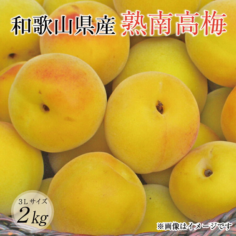 【梅干し・梅酒用】熟南高梅（生梅）3Lサイズ約2kg＜6月中旬から順次発送＞（お届け日指定不可）