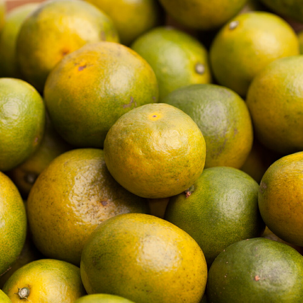 【ふるさと納税】家庭用　極早生有田みかん8kg+240g（傷み補償分）　【YN26・ゆら早生】【わけあり・訳あり】 ＜2022年9月〜11月中旬ごろに順次発送＞