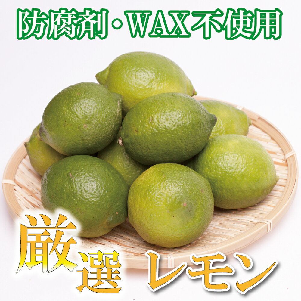 【ふるさと納税】＜先行予約＞厳選　黒潮レモン1.5kg+45g（傷み補償分）【和歌山有田産】【防腐剤・WAX不使用、安心の国産レモン】＜2023年9月〜2024年4月下旬ごろに順次発送＞
