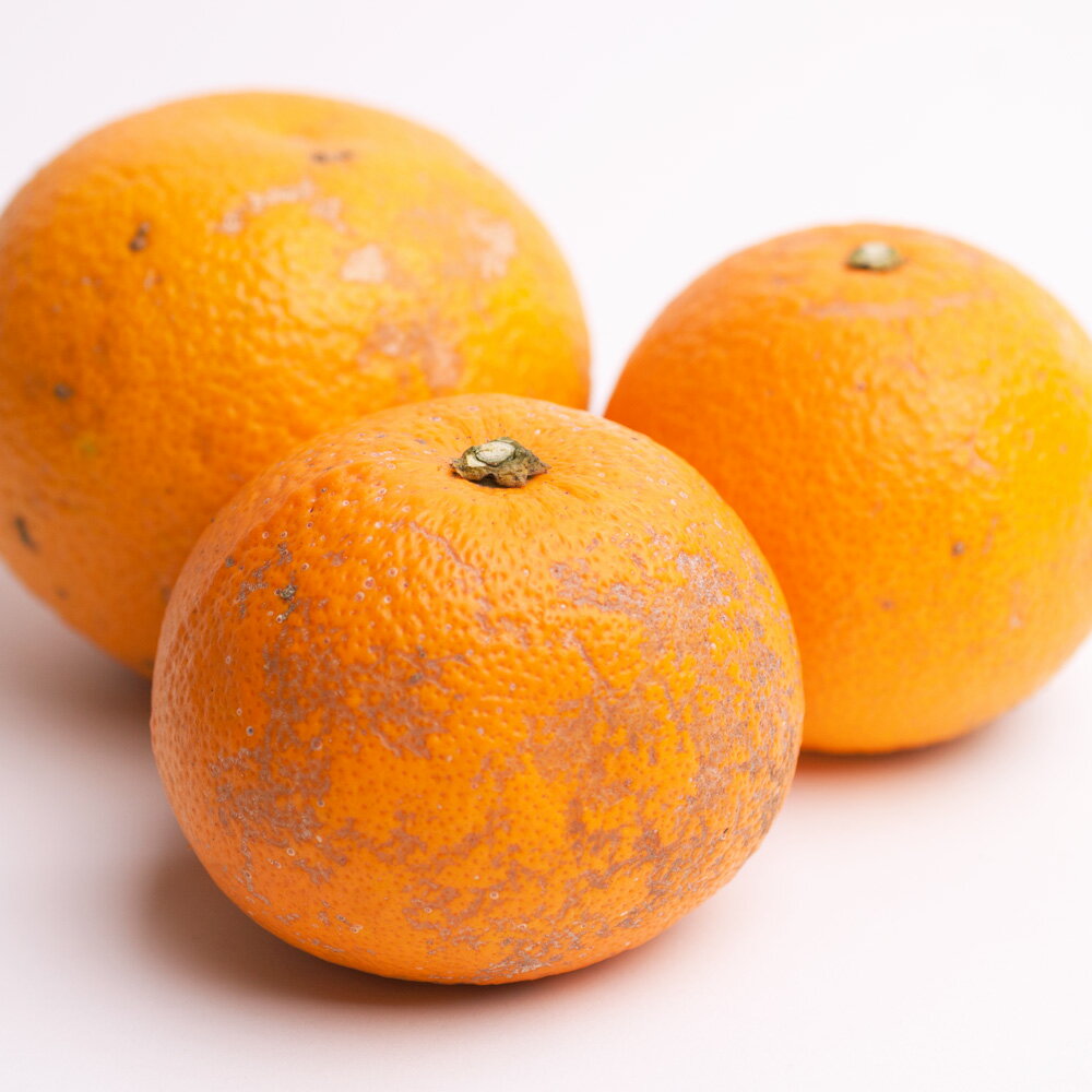 【ふるさと納税】家庭用はっさく12.5kg+375g(傷み補償分)【八朔・ハッサク】【わけあり・訳あり】【光センサー選別】 <2023年1月〜2023年3月下旬ごろに順次発送>