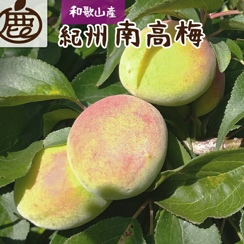 ＜6月発送＞厳選 紀州南高梅(青梅)2kg+60g（傷み補償分）【朝摘み・とれたて直送便】【梅干し・梅酒・梅ジュース】【和歌山産】 ※北海道・沖縄・離島への配送不可