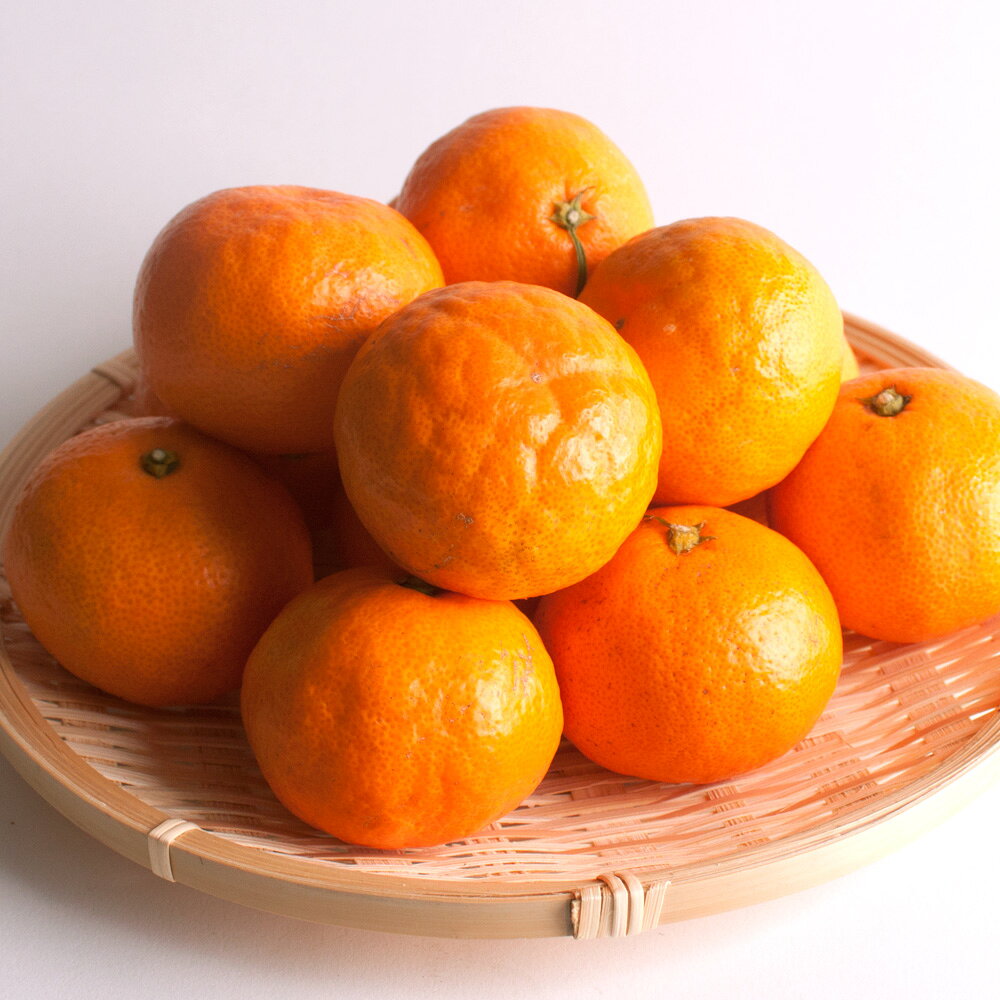 【ふるさと納税】プレミアム有田みかん 【先行予約】 【選べる容量・発送時期】 1kg 2.5kg 5kg 7.5kg 10kg 【光センサー選果】＜2025年10月より順次発送予定＞/ 和歌山 有田 みかん 柑橘 フルーツ 果実 果物 ふるーつ おれんじ オレンジ ミカン 早生みかん 完熟みかん f304069-susami-10001888 和歌山県すさみ町 サンプル画像2