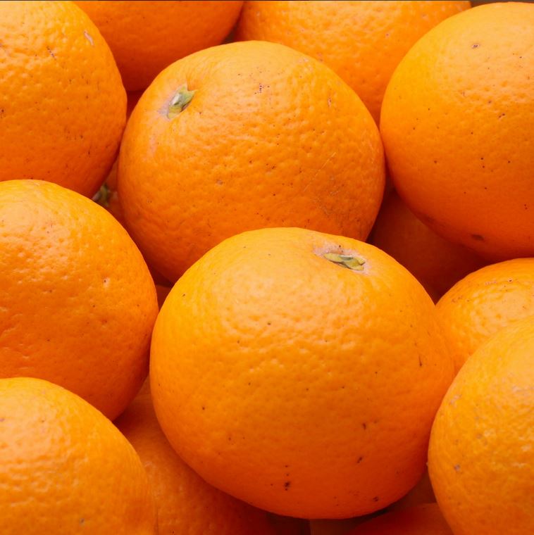 【ふるさと納税】＜2月より発送＞厳選 清見オレンジ 1kg 2.5kg 5kg 7.5kg 10kg （傷み補償分）【光センサー食頃出荷】【樹上完熟きよみオレンジ・清見タンゴール・清美】＜2026年2月～3月下旬ごろに順次発送＞ ※北海道・沖縄への配送不可 / オレンジ 清見 みかん くだもの