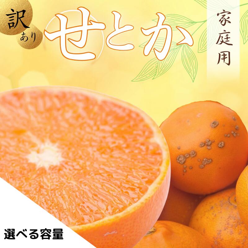 284愛媛県産 せとか 訳あり 10kg 見た目傷あり・大きさ不ぞろいでお値打ち価格の愛媛西宇和産せ