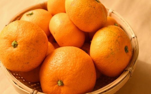 【ふるさと納税】[訳あり規格] 和歌山有田みかん10kg（S〜Lサイズおまかせ）※2025年11月中旬～2026年1月中旬頃に順次発送予定(お届け日指定不可)