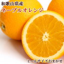 【ふるさと納税】【濃厚】和歌山県産ネーブルオレンジ15玉～2