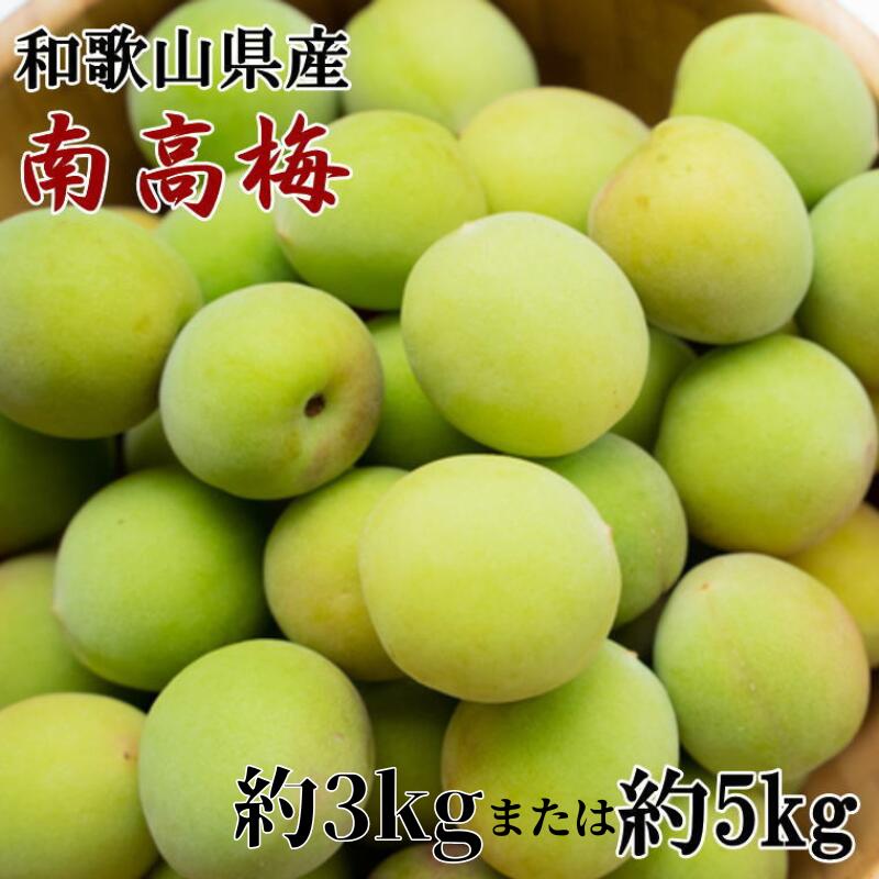 [和歌山名産]南高梅 [選べる容量] [約3kg 約5kg](サイズ混合)※2026年6月上旬〜2026年6月下旬頃順次発送(お届け日指定不可)/ 梅 梅干し 南高梅 和歌山 青梅 梅シロップ 梅ジュース 梅仕事