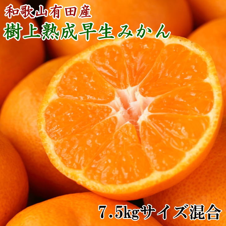 紀州有田産早生みかんの樹上熟成みかん7.5kg(サイズ混合)※2022年1月中旬より順次発送予定（お届け日指定不可）