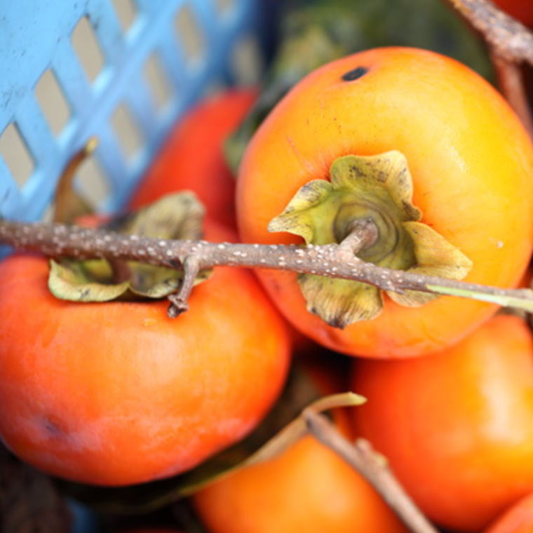 和歌山産 富有柿 ご家庭用 約 7.5kg