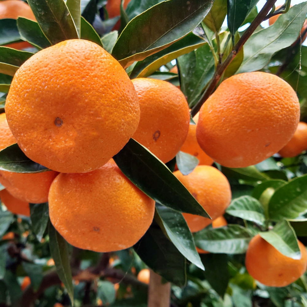 [秀品] 和歌山有田みかん 選べる容量約5kg