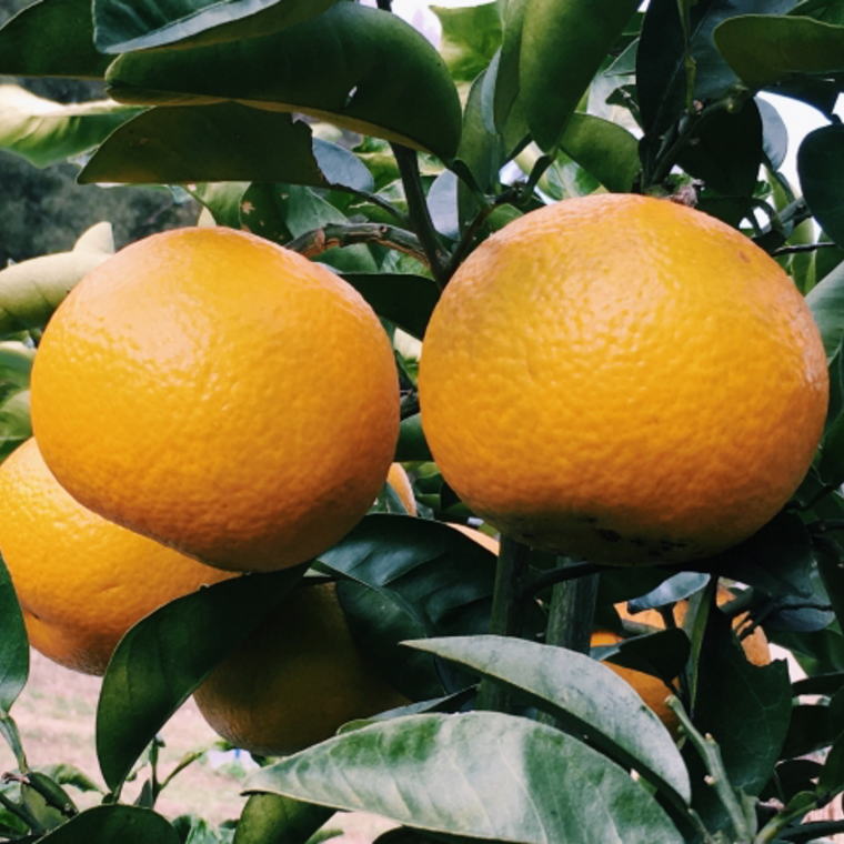 【ふるさと納税】【手選果・訳あり】有田産の八朔10kg(サイズ混合)<2023年1月中旬〜3月上旬頃より順次発送>(お届け日指定不可)