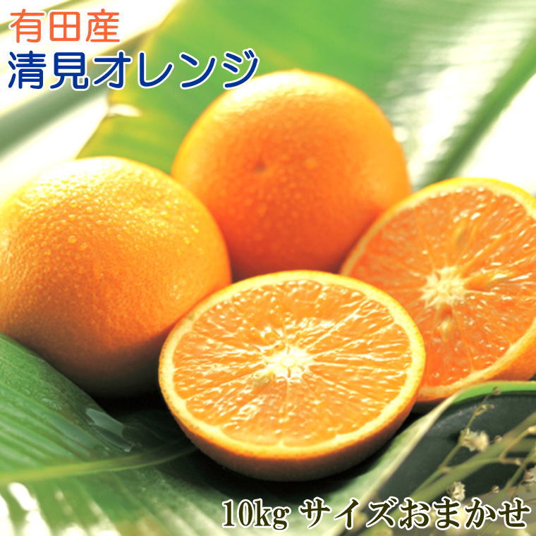 [厳選]有田産清見オレンジ約10kg（サイズおまかせ・秀品）＜2024年2月上旬頃～3月下旬頃に順次発送＞