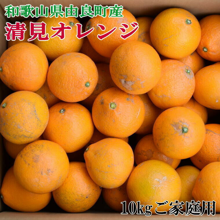 【ふるさと納税】【訳あり・ご家庭用】和歌山由良町産の濃厚清見オレンジ約10kg 2025年2月中旬～2025年2月下旬頃より発送予定 お届け日指定不可 