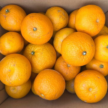 【ふるさと納税】【産直】和歌山由良町産の木成り熟成八朔訳ありご家庭用約10kg(サイズ混合)※2023年3月中旬〜2023年4月下旬頃に順次発送予定(お届け日指定不可)