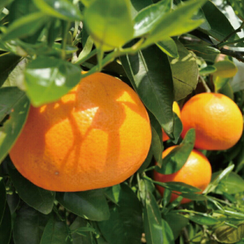 和歌山県由良町産セミノールオレンジ約5kg(サイズ混合　秀品)