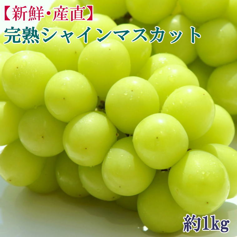 【数量限定】和歌山県産完熟シャインマスカット約1kg ※2026年9月上旬～2026年10月上旬頃 発送予定 ぶどう ブドウ マスカット フルーツ 果物 くだもの 人気 予約