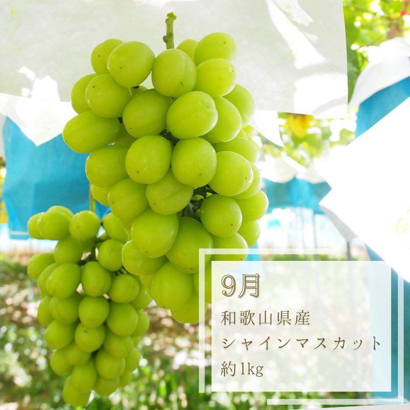 全3回夏と秋を味わうフルーツ 桃・マスカット・柿