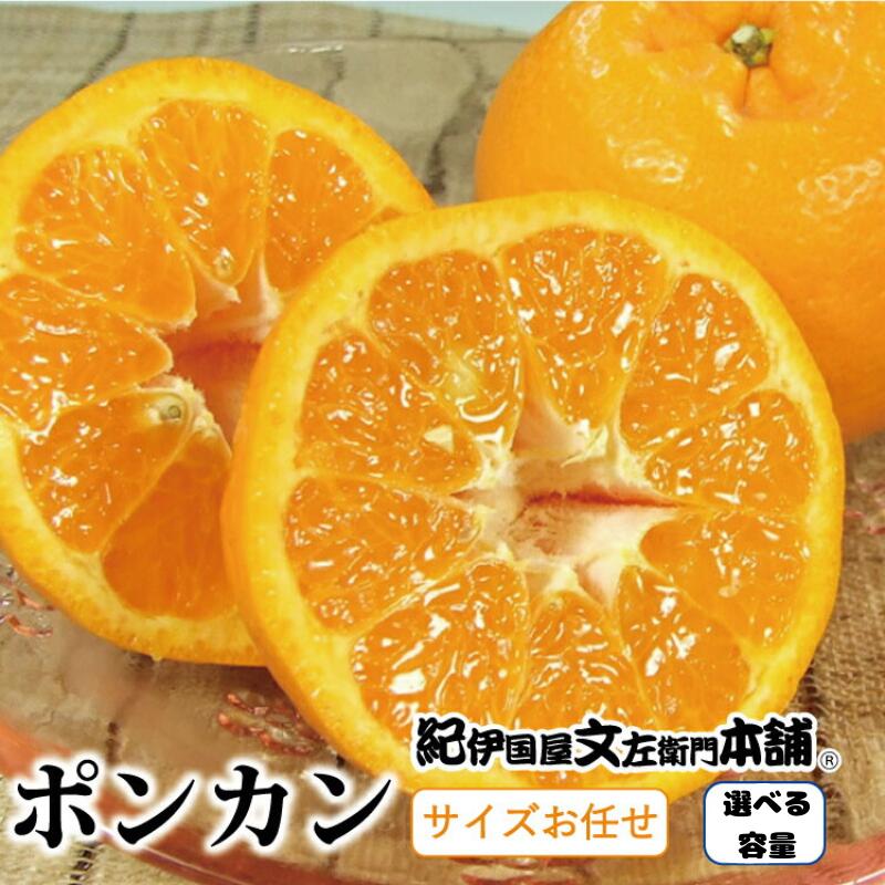 ポンカン [選べる容量] 約5kg 約8kg / サイズおまかせ ※2025年1月下旬〜2025年2月下旬頃に順次発送予定(お届け日指定不可) 紀伊国屋文左衛門本舗 / みかん 和歌山 柑橘 ミカン ぽんかん フルーツ 果物 くだもの オレンジ