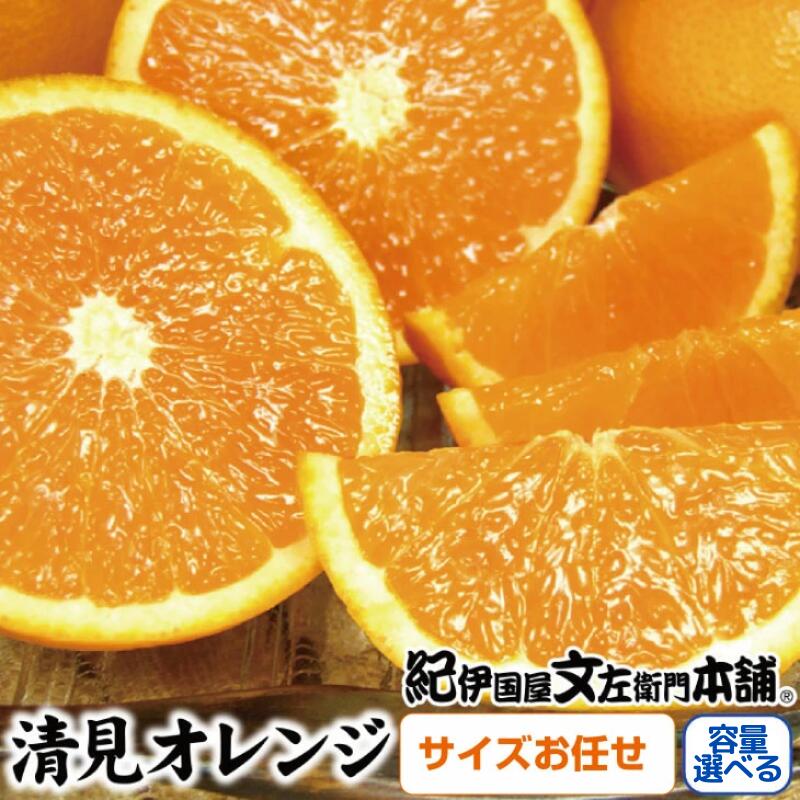 【ふるさと納税】 清見オレンジ 【選べる容量】 約5kg 約8kg (果実サイズおまかせ) 紀伊国屋文左衛門本舗 【2026年2月中旬～2026年4月下旬頃】（お届け日指定不可） / みかん 柑橘 オレンジ 果物くだもの フルーツ 和歌山 人気 予約 清美