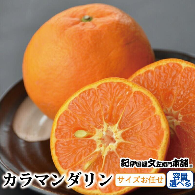 カラマンダリン [選べる容量] 約3kg 約5kg / サイズおまかせ ※2026年4月上旬〜2026年5月上旬頃に順次発送予定(お届け日指定不可) 紀伊国屋文左衛門本舗 / みかん くだもの フルーツ 果物 柑橘 人気 おすすめ 予約 和歌山 オレンジ
