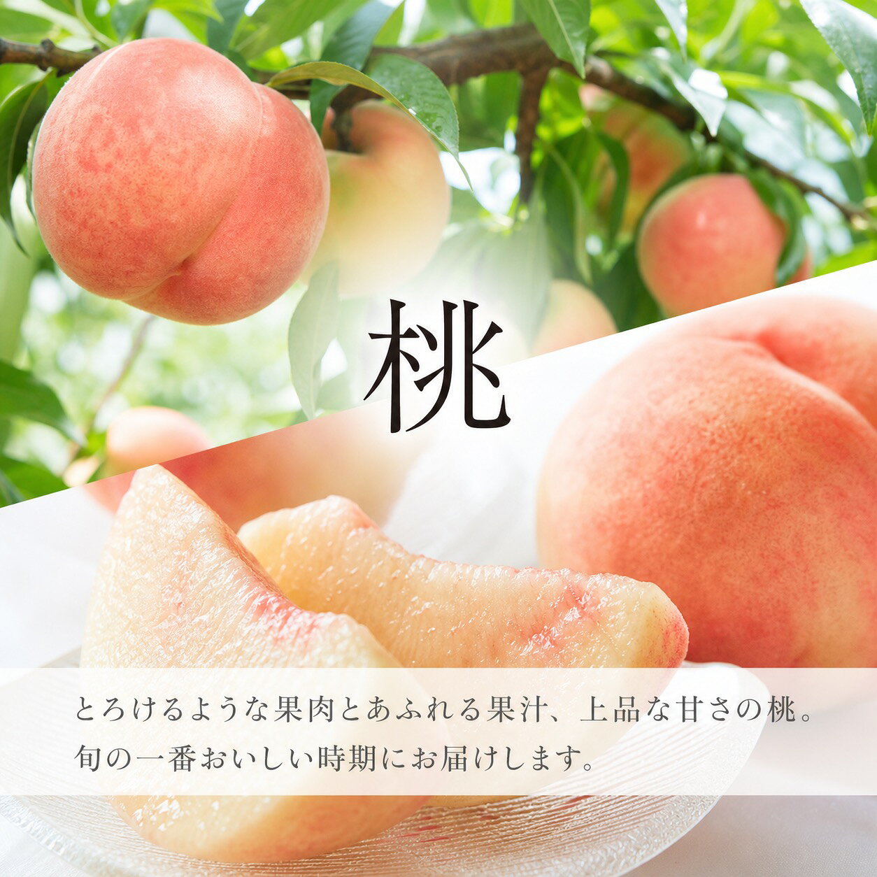 【ふるさと納税】【全2回】かつらぎ町のフルーツ定期便（桃・梨）【8月・9月】