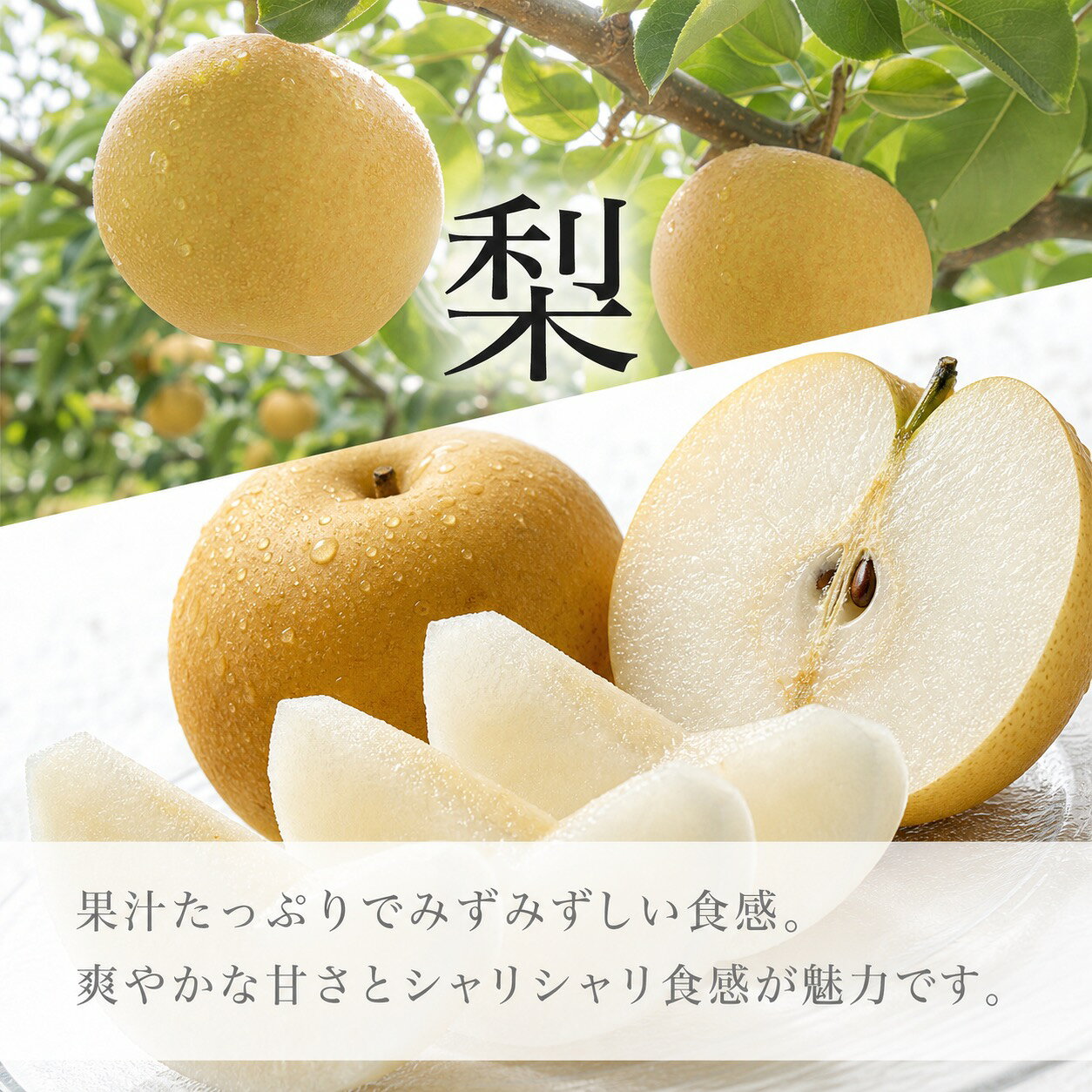 【ふるさと納税】【全2回】かつらぎ町のフルーツ定期便（桃・梨）【8月・9月】 f304069-susami-10002610 和歌山県すさみ町 サンプル画像3
