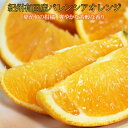 【ふるさと納税】 秀品 希少な国産バレンシアオレンジ 2.5kg 5kg 【選べる容量】 【先行予約】※2026年6月下旬頃~7月上旬頃順次発送予定(お届け日指定不可)/ オレンジ フルーツ 果物 果実 みかん 柑橘 おれんじ ミカン