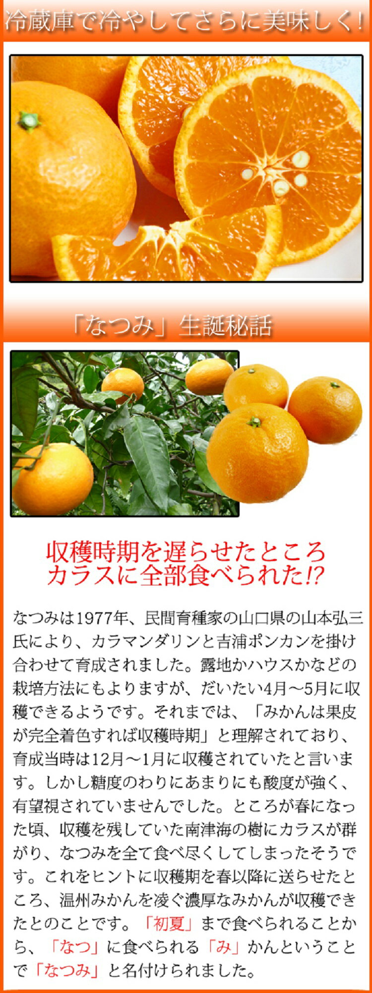 【ふるさと納税】初夏のみかん なつみ 【選べる容量】 3kg 5kg ※2026年4月中旬頃～4月下旬頃順次発送（お届け日指定不可）/ 柑橘 みかん フルーツ 果物 オレンジ 柑橘類 ミカン 人気 果実 和歌山 初夏 ポンカン