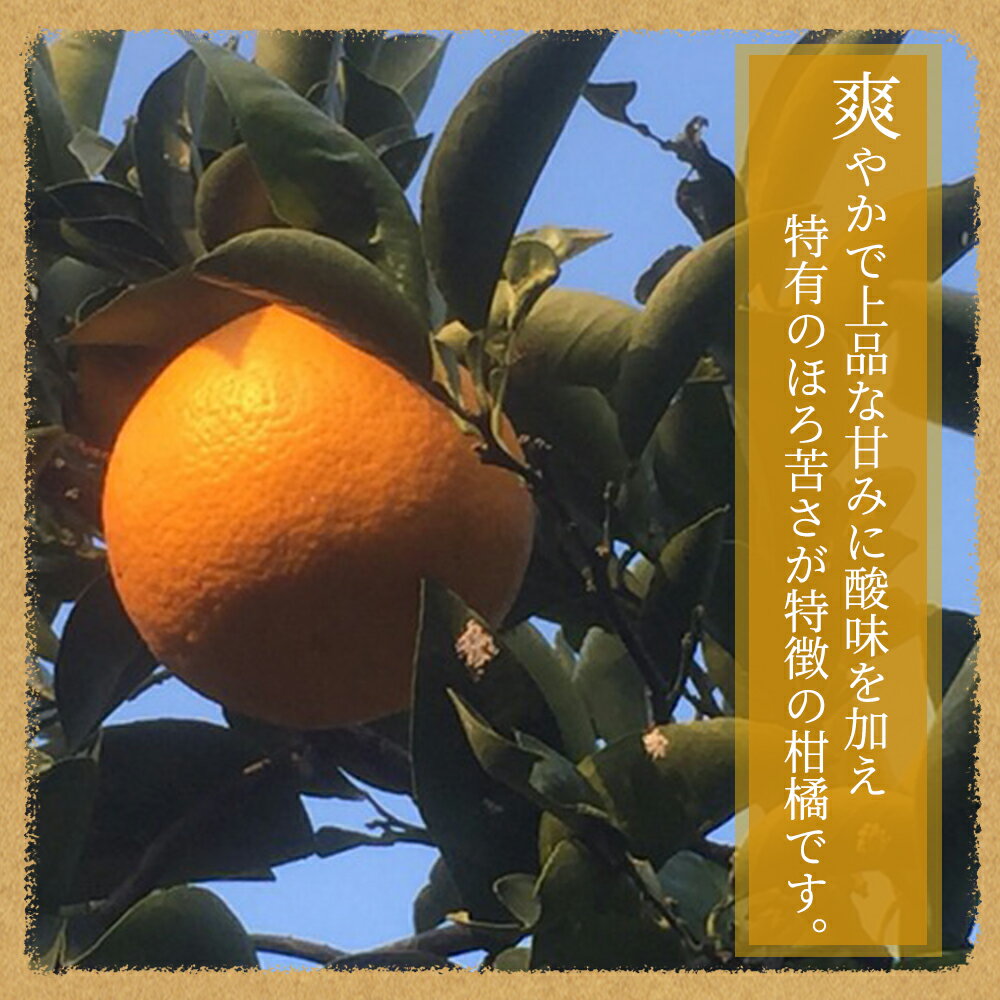 【ふるさと納税】紀州和歌山産 八朔（はっさく） 約10kg ※2026年2月上旬頃～2026年2月下旬頃順次発送 ※日付指定不可 / 果物 くだもの 柑橘 フルーツ 八朔 はっさく ハッサク 和歌山県 みかん 有田みかん