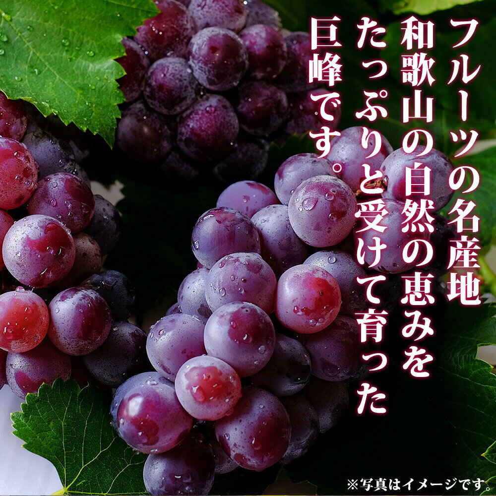 【ふるさと納税】紀州和歌山産の種なし巨峰ぶどう2房（約800g〜1kg）※2025年8月上旬頃〜2025年9月上旬頃に順次発送予定 / ぶどう ブドウ 葡萄 種無し フルーツ 果物 くだもの