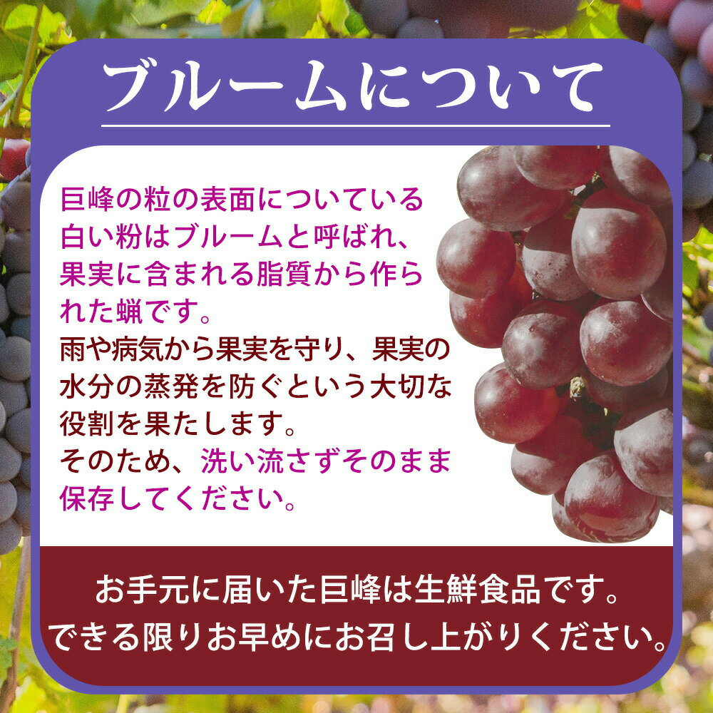 【ふるさと納税】紀州和歌山産の種なし巨峰ぶどう2房（約800g〜1kg）※2025年8月上旬頃〜2025年9月上旬頃に順次発送予定 / ぶどう ブドウ 葡萄 種無し フルーツ 果物 くだもの