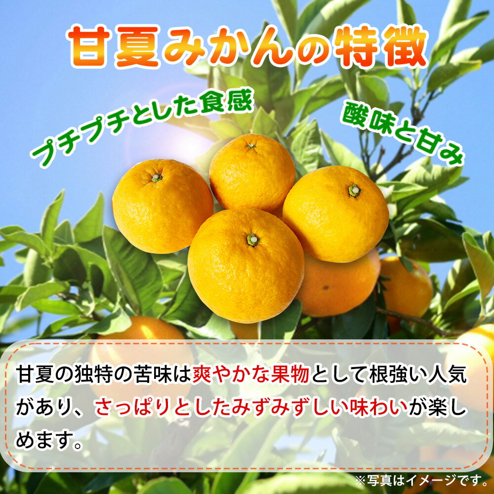 【ふるさと納税】【ご家庭用訳あり】紀州有田産 すっきり爽やか 甘夏みかん 8kg ※2026年3月上旬頃〜2026年3月下旬頃に順次発送予定 / 甘夏 あまなつ みかん ミカン 蜜柑 温州みかん 柑橘 フルーツ 果物 くだもの 和歌山