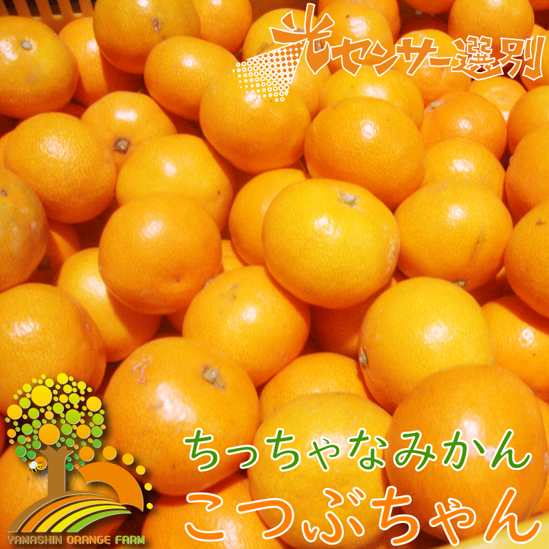 商品詳細 名称： ちっちゃな有田みかんこつぶみかん 内容量： 約10kg 賞味期限： 出荷日より7日 保存方法： 直射日光の当たらない、風通しの良い冷暗所で保存。 配送温度帯： 常温 製造者もしくは販売者 やましんオレンジ農園 提供 やましんオレンジ農園 返礼品発送元 やましんオレンジ農園 注意事項： ・到着後すぐ箱から全部取り出し、傷んでいるものやカビが生えているものがないか確認してください。 ・返礼品の内容に問題がある場合はお届けから3日以内にご連絡ください。 ・保管はフタを開けて、できるだけ風通しのよい冷暗所で保存してください。 【ちっちゃなみかん、こつぶちゃん】 みかんはこつぶ派な人におすすめ！ 手のひらサイズの可愛らしい「こつぶちゃん」をお送りします♪ ※段ボール箱は、再利用したものを使用する場合がございます。 みかんは甘味・酸味・コクのバランスで美味しさが決まります。 温暖な気候で育った和歌山県広川町のみかんは甘味が強く、ジューシーな果汁が特徴の全国屈指のみかんです。 天然の有機質肥料100%のみを使用！ 魚粉・カニ柄・油粕・骨紛といった有機肥料を主に使用し、甘みとコクのある柑橘を追求しております。 化学肥料は一切使用していません。 水分量を調整しギュっと甘みを引き出します。 生産者直送だから出来るもぎたて鮮度！ ノーワックス・防腐剤不使用。 安心して召し上がっていただけるようワックス処理や防腐剤の使用は致しません。 ※誠に申し訳ございませんが、北海道・沖縄・離島へのお礼品の配送はお受けできません。 こちらは和歌山県広川町との共通返礼品です。 ・ふるさと納税よくある質問は こちら ・寄附申込みのキャンセル、返礼品の変更・返品はできません。あらかじめご了承ください。【注文内容確認画面の「注文者情報」を寄附者の住民票情報とみなします】 ・必ず氏名・住所が住民票情報と一致するかご確認ください。 ・受領書は住民票の住所に送られます。 ・返礼品を住民票と異なる住所に送付したい場合、注文内容確認画面の「送付先」に返礼品の送付先をご入力ください。 ※「注文者情報」は楽天会員登録情報が表示されますが、正確に反映されているかご自身でご確認ください。