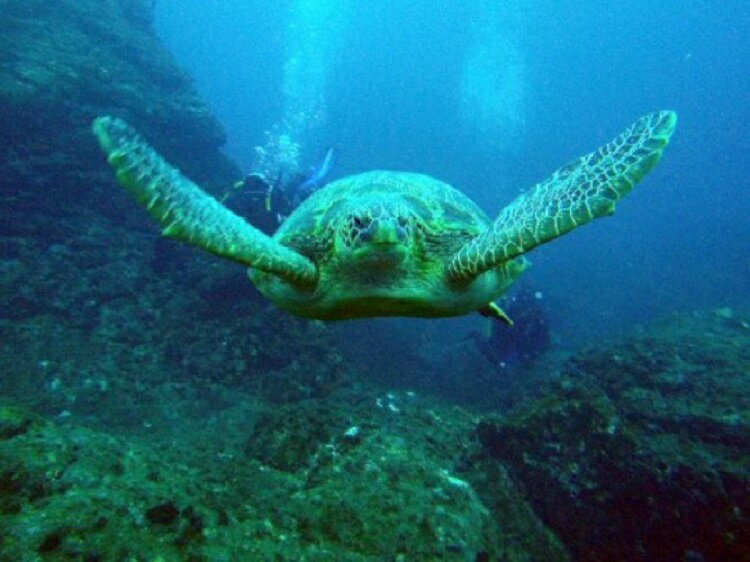 【ふるさと納税】すさみの海で体験ダイビング！【ギネス認定】海中ポストへのハガキ投函付き(1名様分)